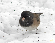 Dark eyed Junco Oregon Group
